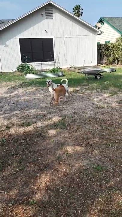 Enlarge Vibrant Vicky, an adopted mixed breed in Baltimore, MD video 5/6