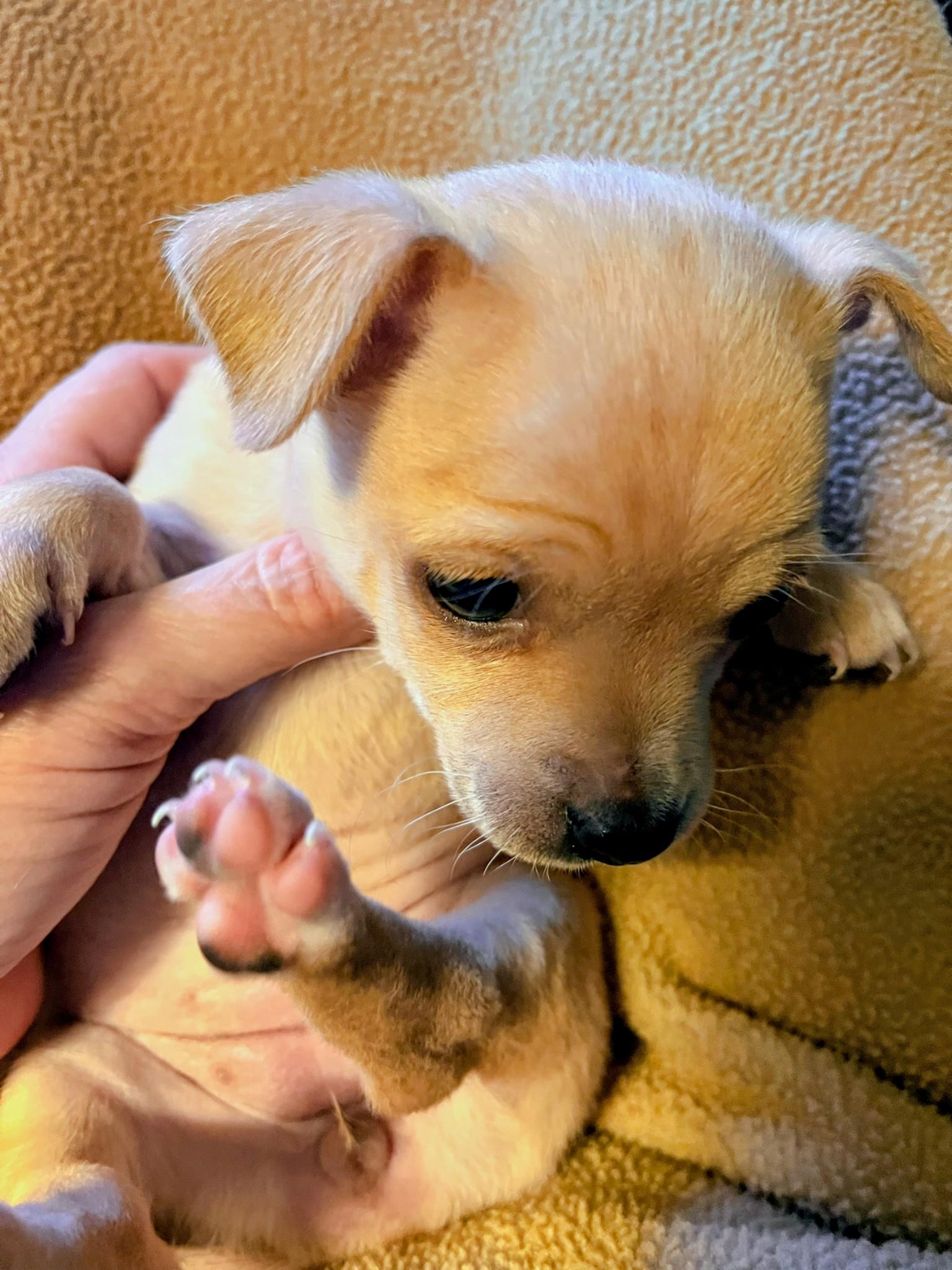 Enlarge Ginger, a Adoptable mixed breed in Evergreen, CO image 3/6