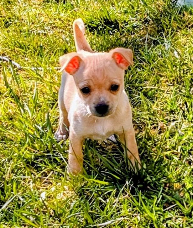 Ginger, Adoptable, Puppy Female Chihuahua & Mixed Breed.