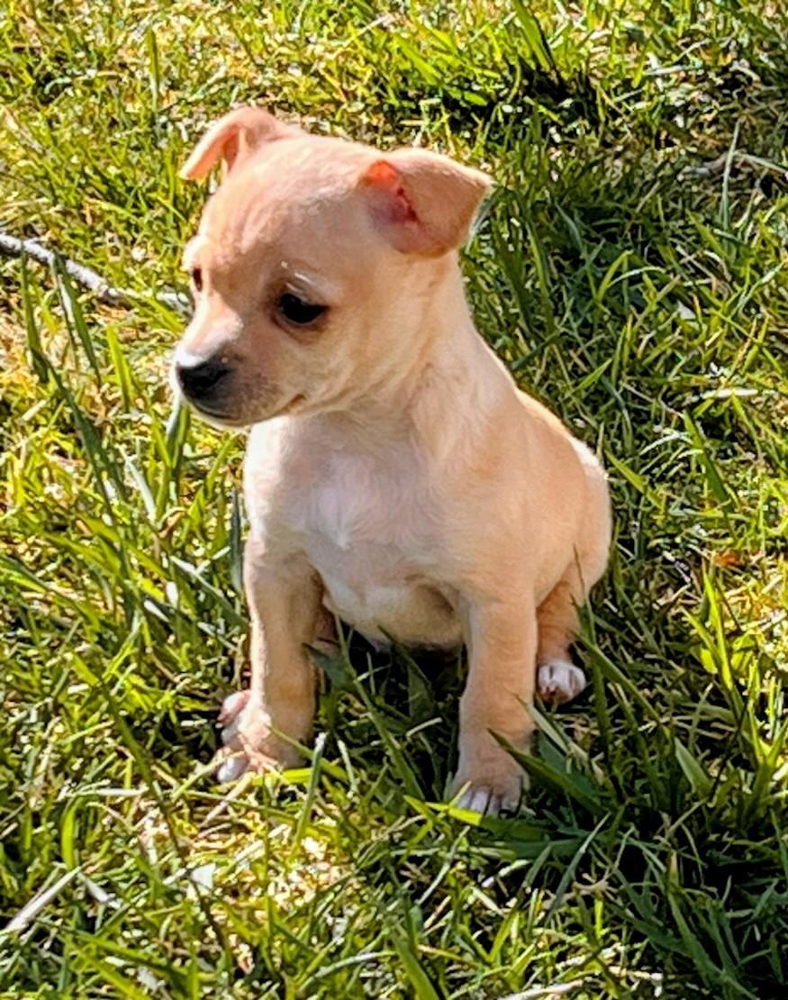 Enlarge Ginger, a Adoptable mixed breed in Evergreen, CO image 2/6