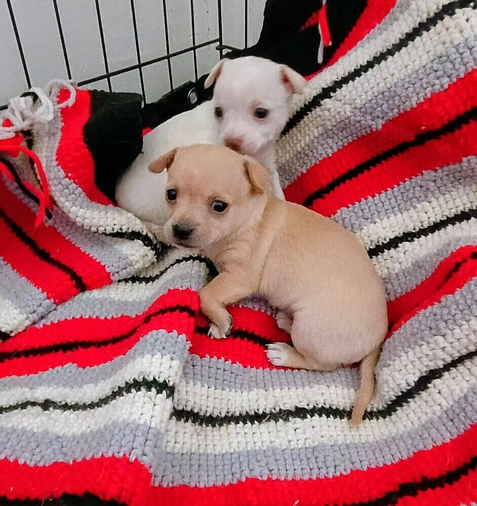 Enlarge Ginger, a Adoptable mixed breed in Evergreen, CO image 4/6