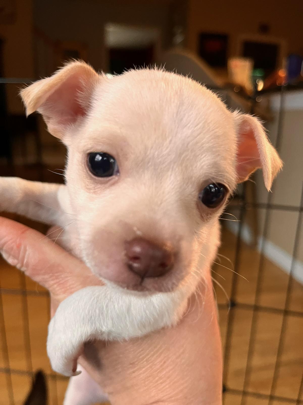 Enlarge Ginger, a Adoptable mixed breed in Evergreen, CO image 6/6