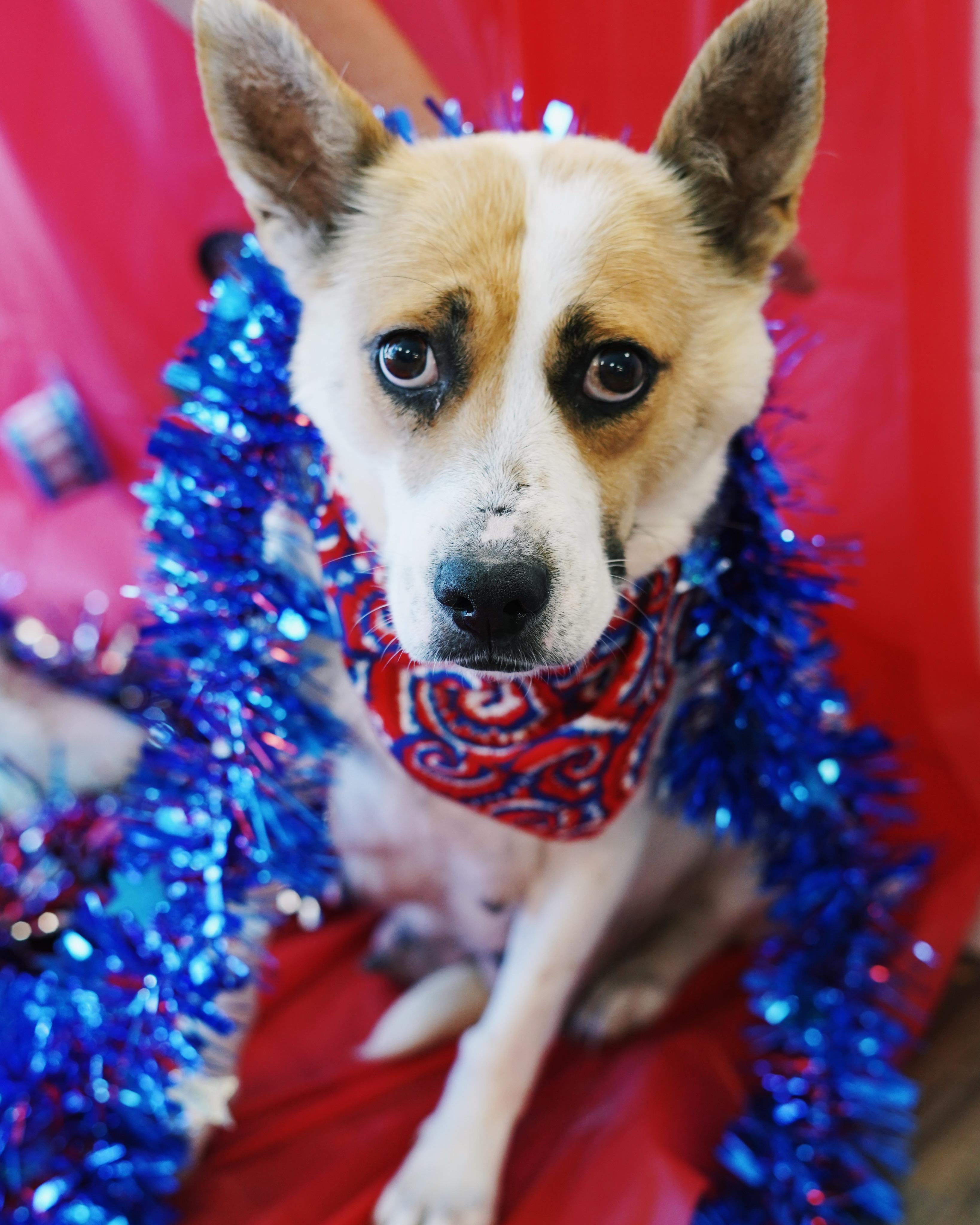 Independence “Indy”