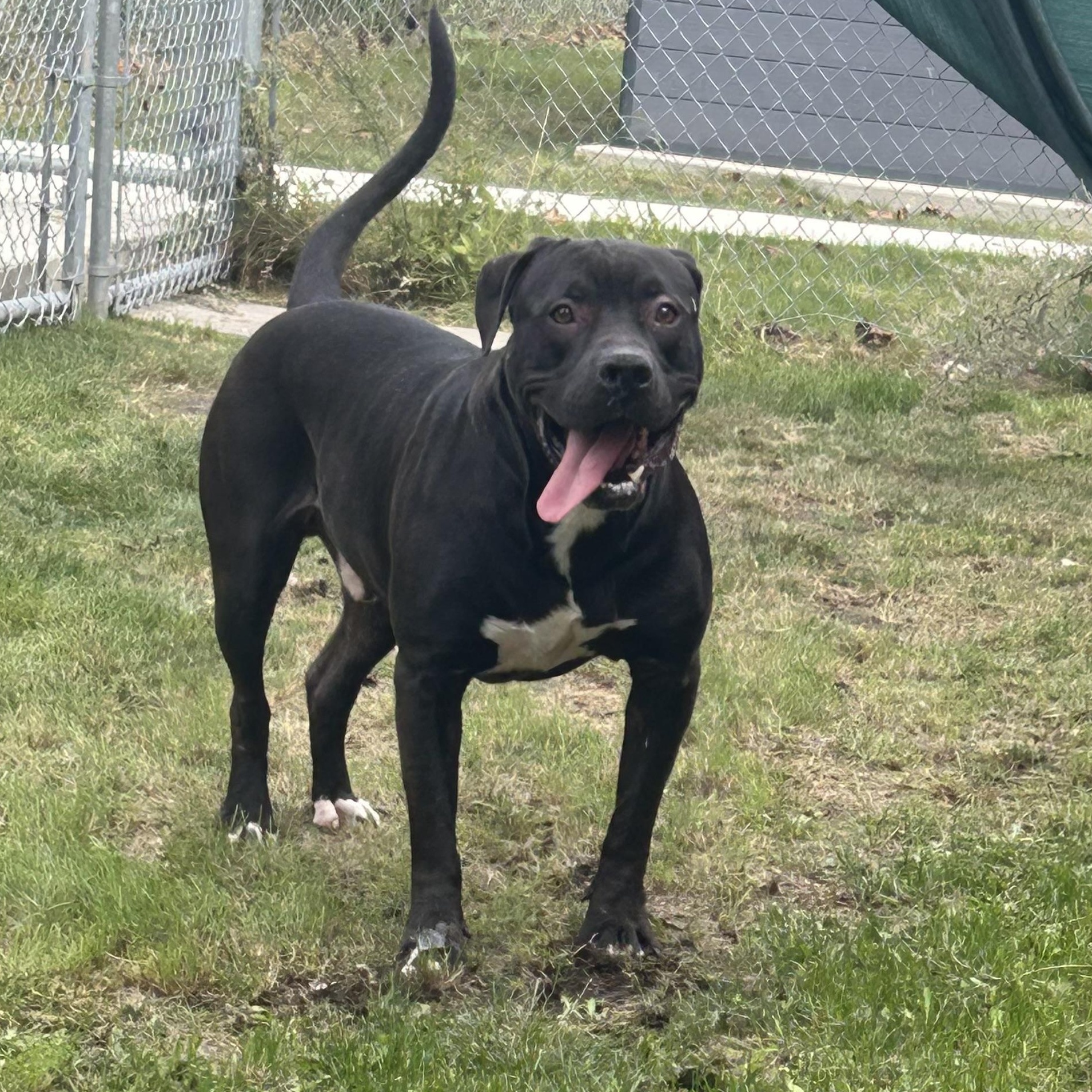 Messi, a Adoptable mixed breed in Mississauga, ON image 2/3