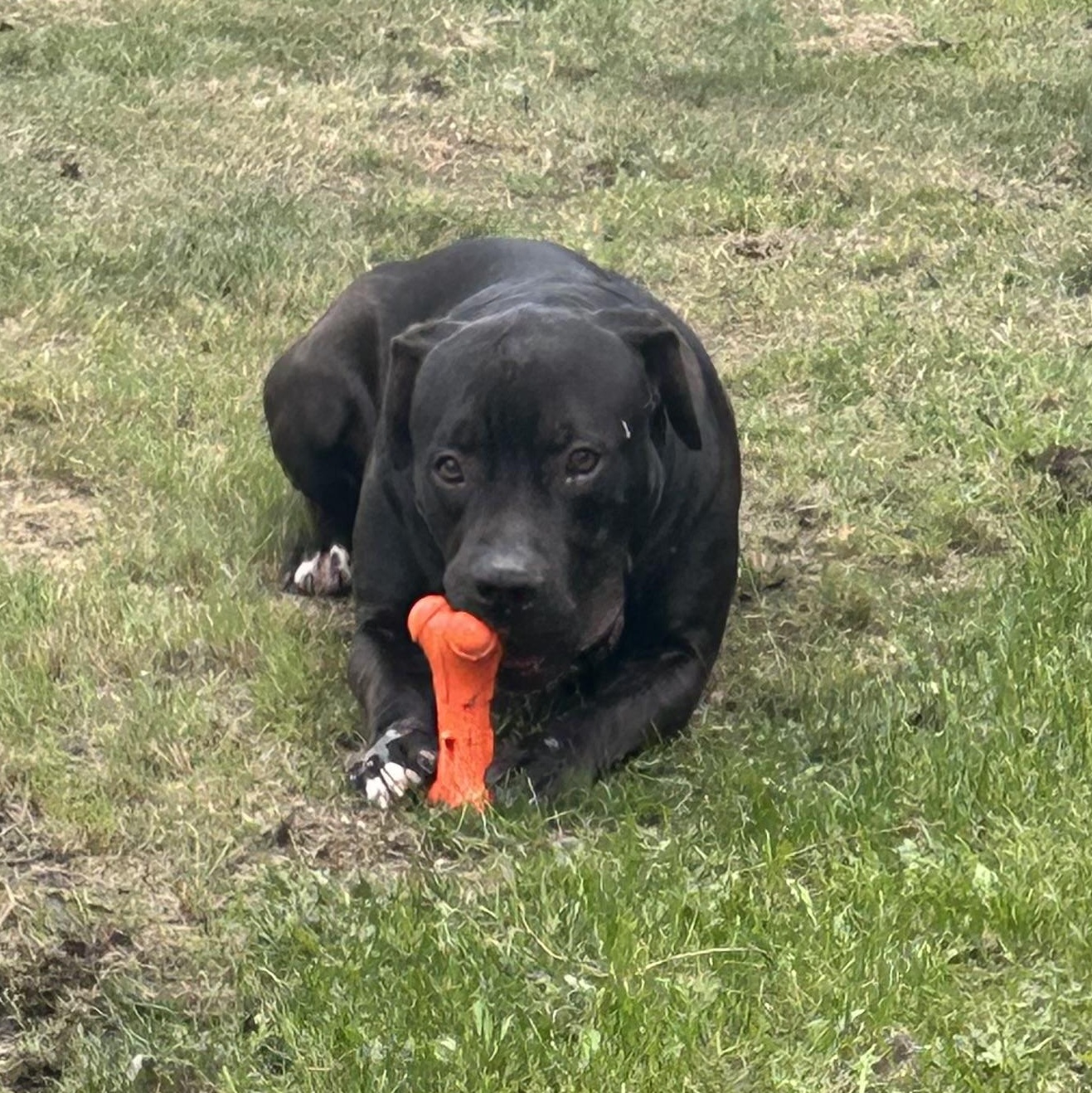 Messi, Adoptable, Adult Male American Bulldog.