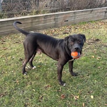 Enlarge Messi- Reduced adoption fee (cost of a license), a Adoptable mixed breed in Mississauga, ON image 2/6