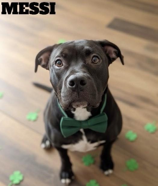 Messi, Adoptable, Adult Male American Bulldog.