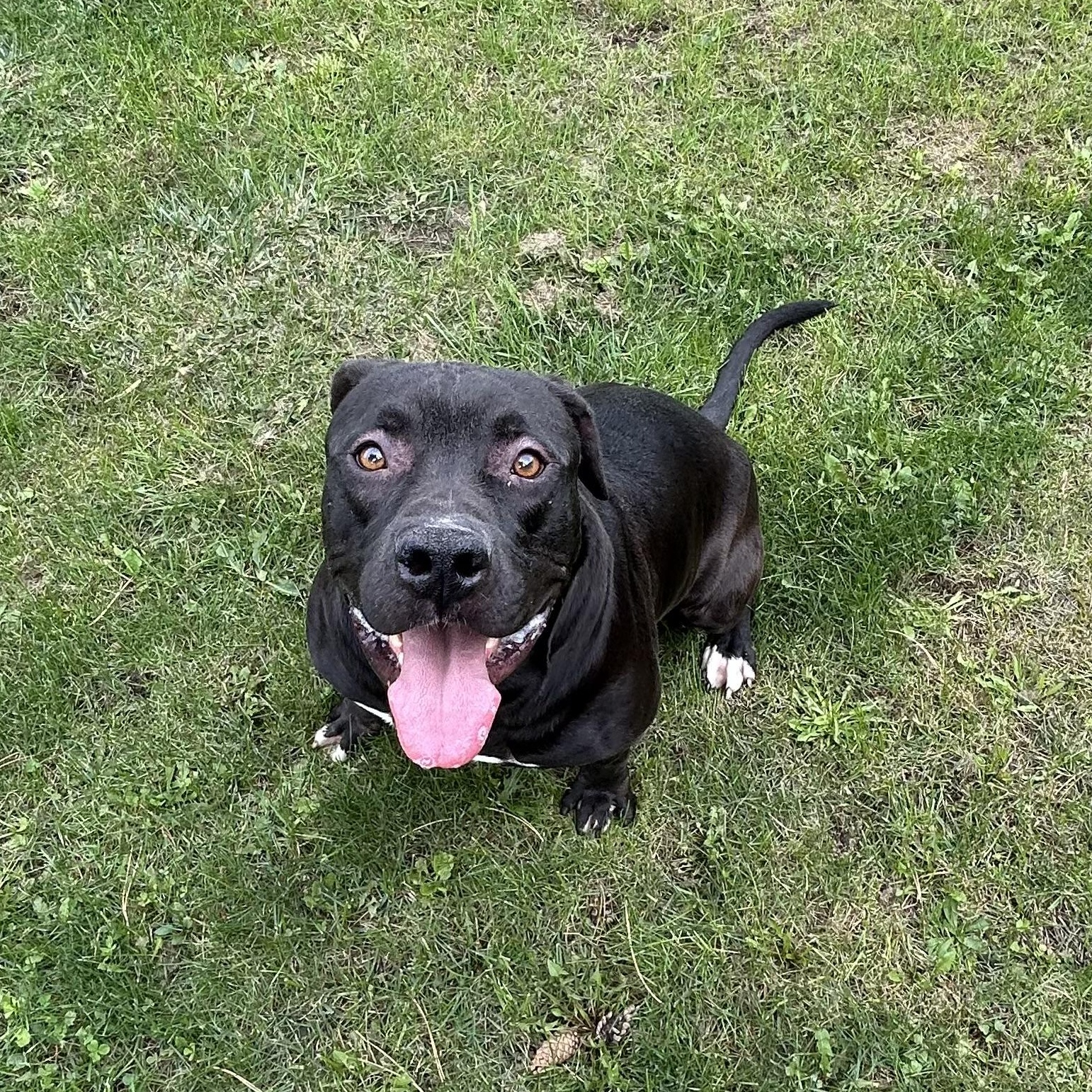Messi, a Adoptable mixed breed in Mississauga, ON image 3/3