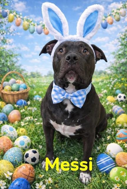 Messi, Adoptable, Adult Male American Bulldog.