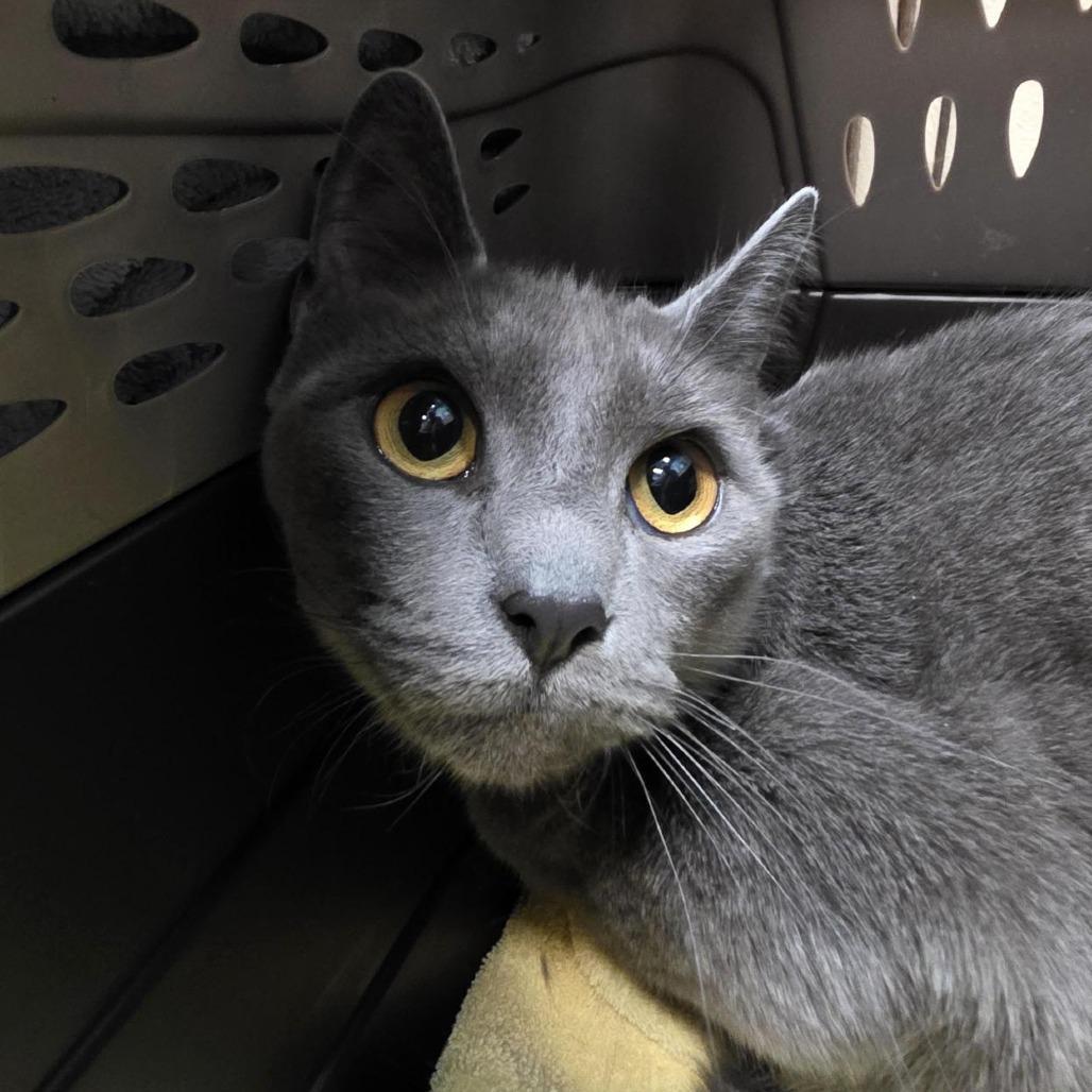 SARAH, Adoptable, Adult Female Domestic Short Hair.