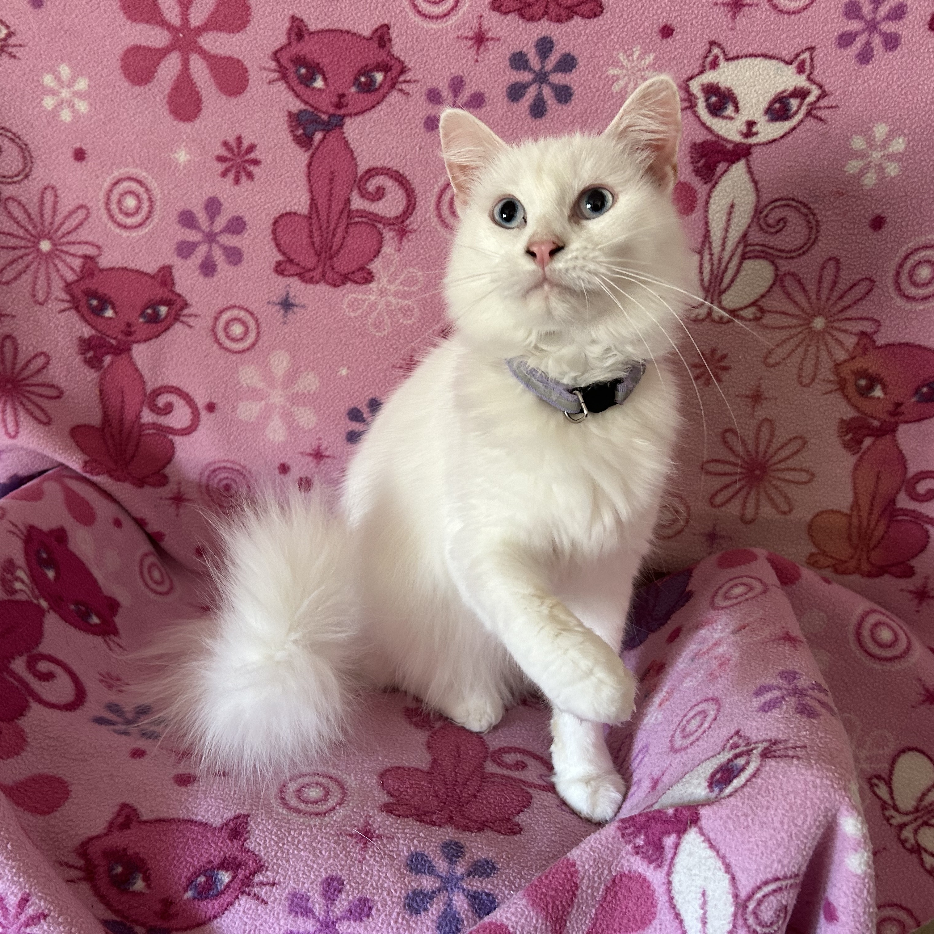 Kreme Fluff