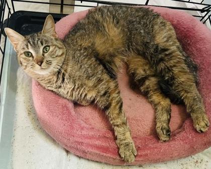 Allegra, Adoptable, Young Female Domestic Short Hair & Domestic Short Hair.