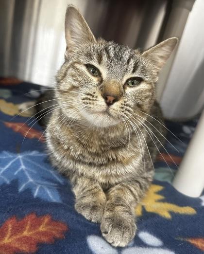 Enlarge Allegra, a Adoptable mixed breed in Wilkesboro, NC image 2/3