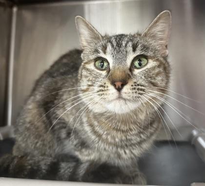 Enlarge Allegra, a Adoptable mixed breed in Wilkesboro, NC image 3/3