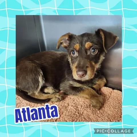 Atlanta, ADOPTABLE, Puppy Male Miniature Poodle & Miniature Schnauzer.