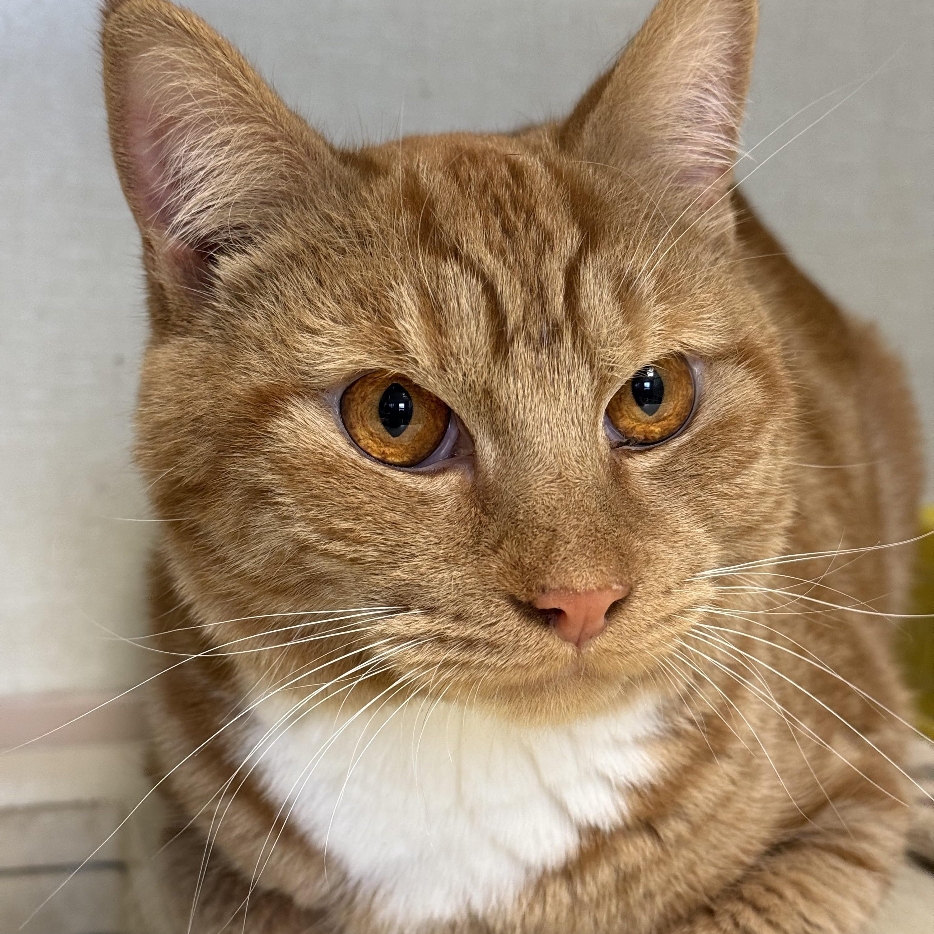 Rusty, Adult Male Domestic Short Hair