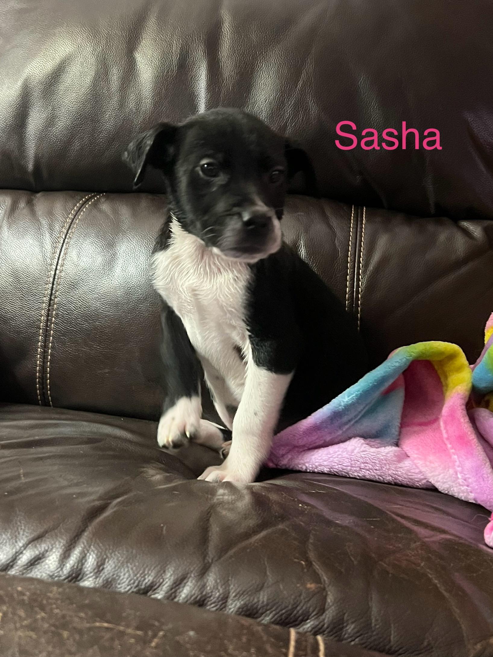 Sasha, ADOPTABLE, Puppy Female Australian Cattle Dog / Blue Heeler & Labrador Retriever.