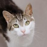 Enlarge Ace, a ADOPTABLE Domestic Short Hair in Hilliard, OH image 1/1