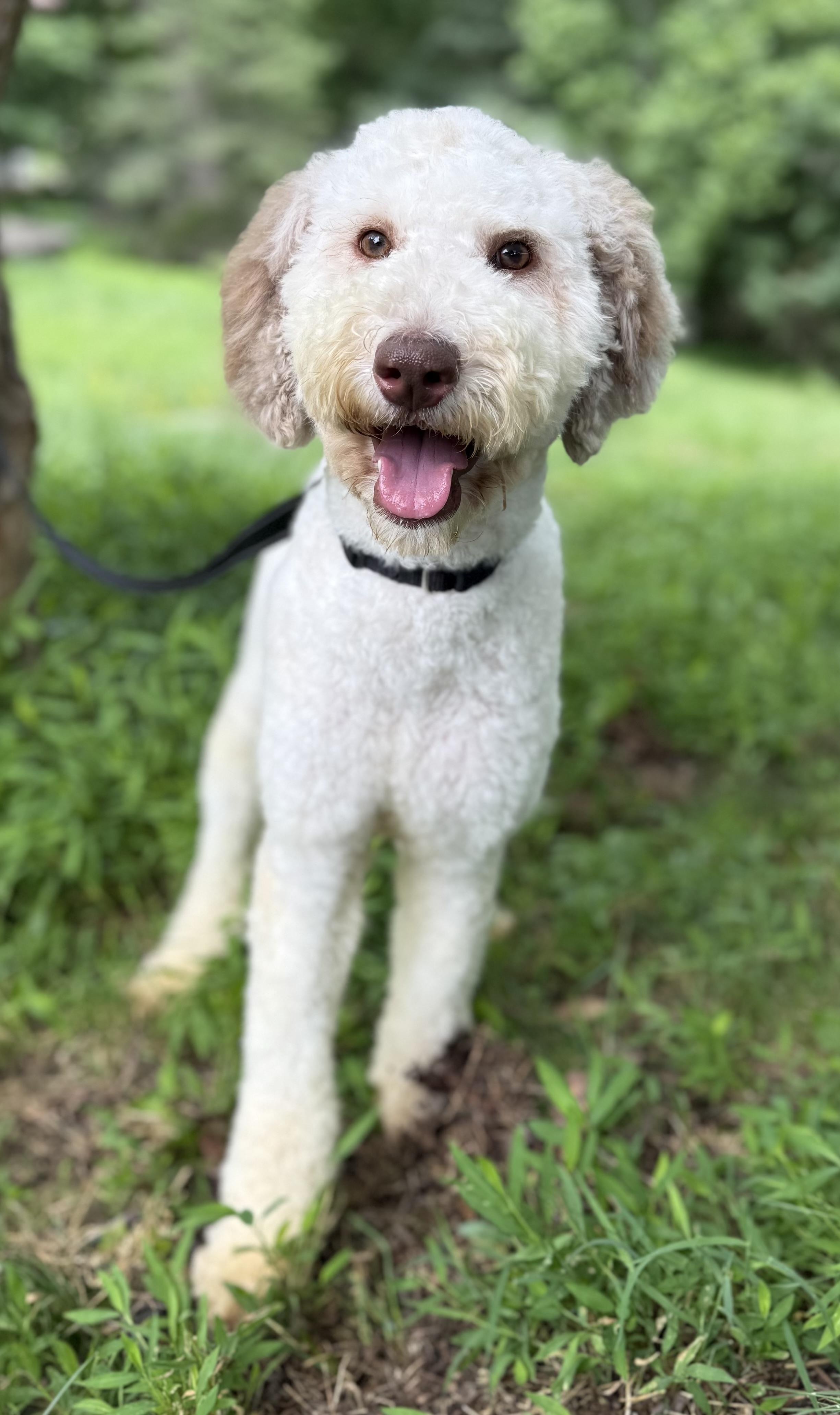 Pineapple Poodle Dog
