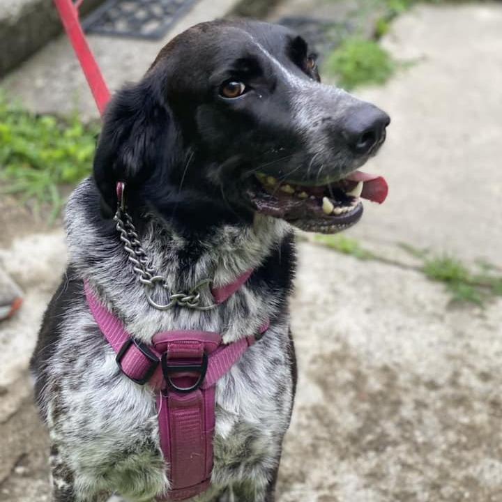Terin, a Adoptable Spaniel in Walden, NY image 2/4
