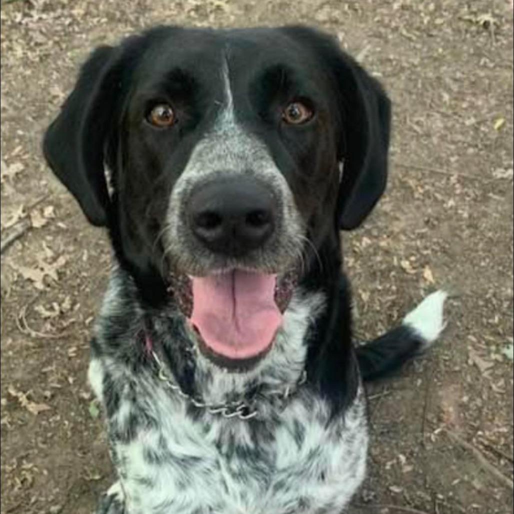 Terin, a Adoptable Spaniel in Walden, NY image 3/4