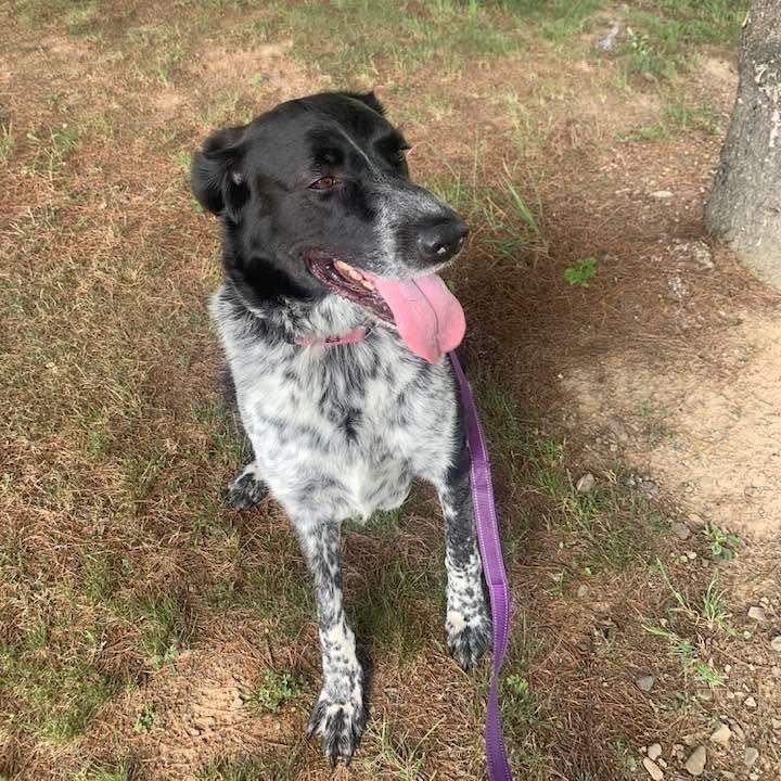 Terin, a Adoptable Spaniel in Walden, NY image 4/4