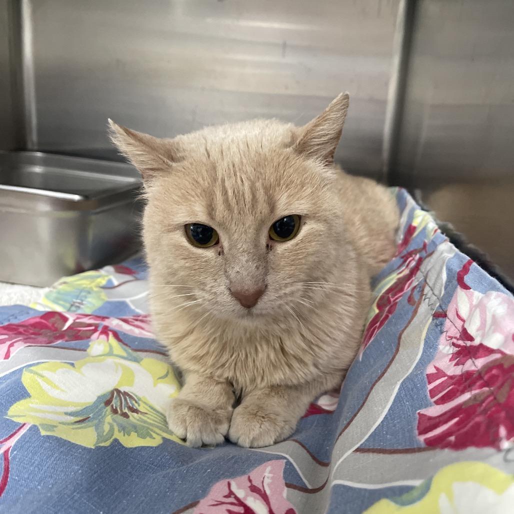 Enlarge Winnie, a Adoptable Domestic Short Hair in Canton, IL image 1/2