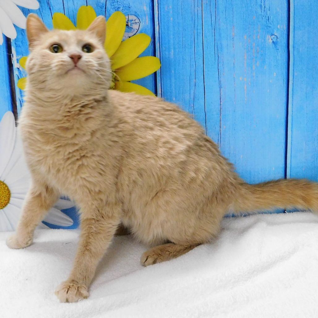 Enlarge Winnie, a Adoptable Domestic Short Hair in Canton, IL image 2/5
