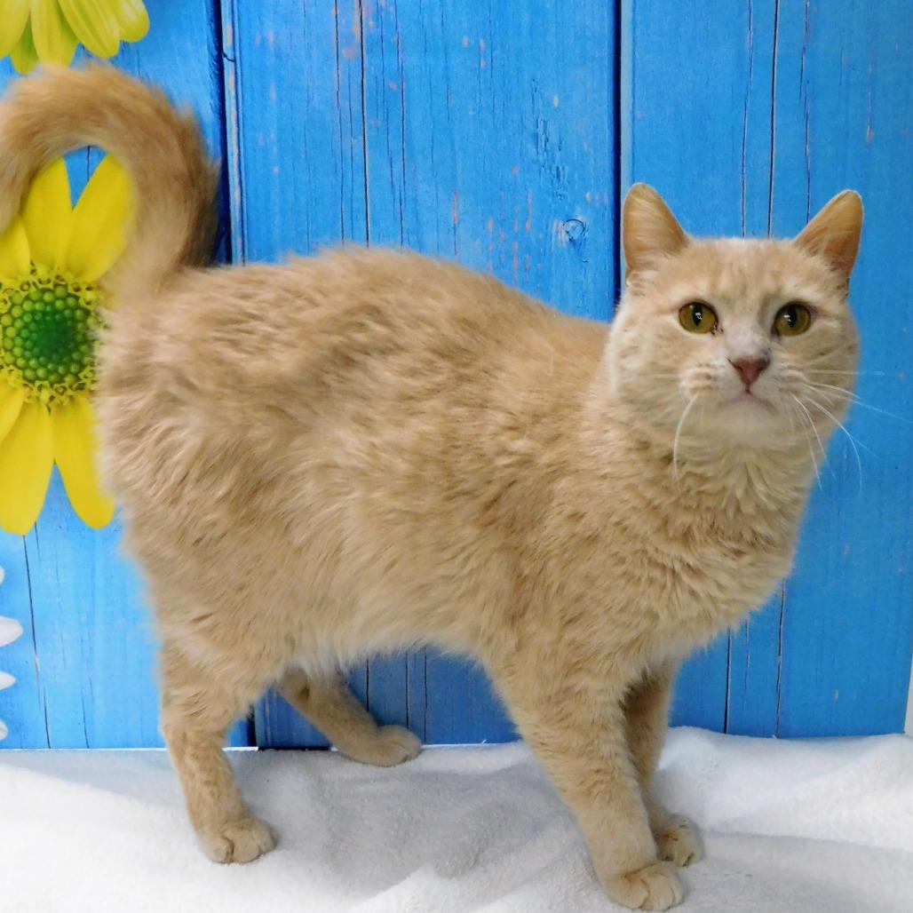 Enlarge Winnie, a Adoptable Domestic Short Hair in Canton, IL image 3/5