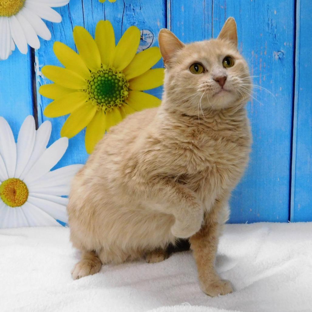 Enlarge Winnie, a Adoptable Domestic Short Hair in Canton, IL image 4/5