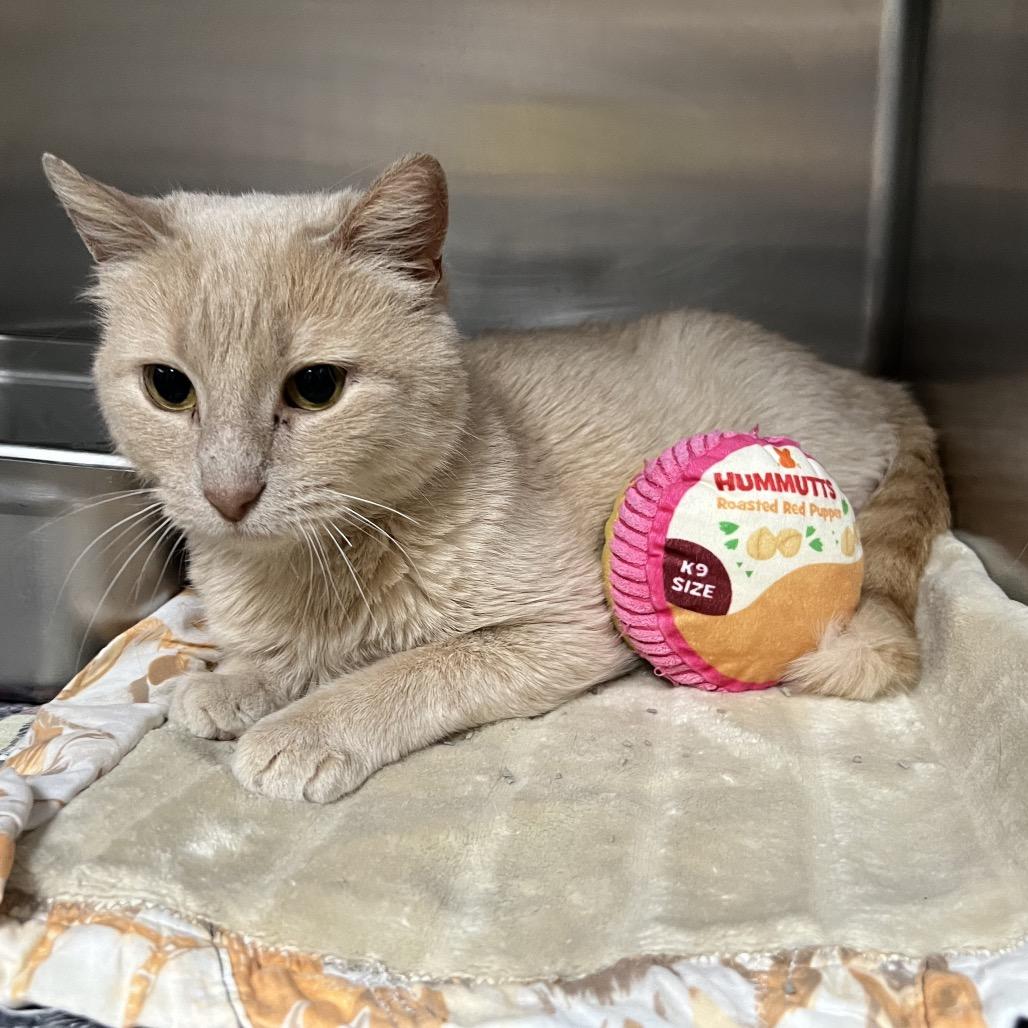 Enlarge Winnie, a Adoptable Domestic Short Hair in Canton, IL image 2/2