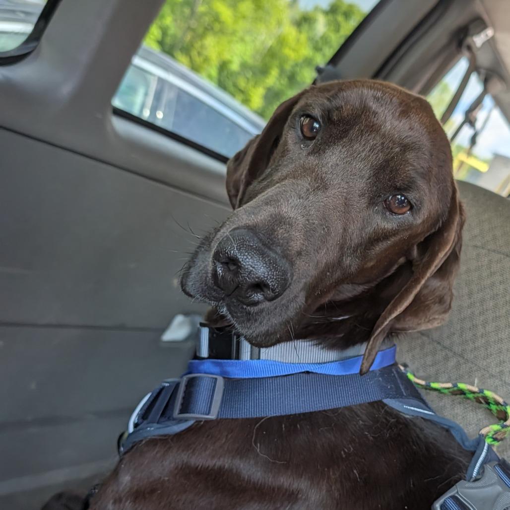 Oak, Adoptable, Adult Male Doberman Pinscher & Mixed Breed.