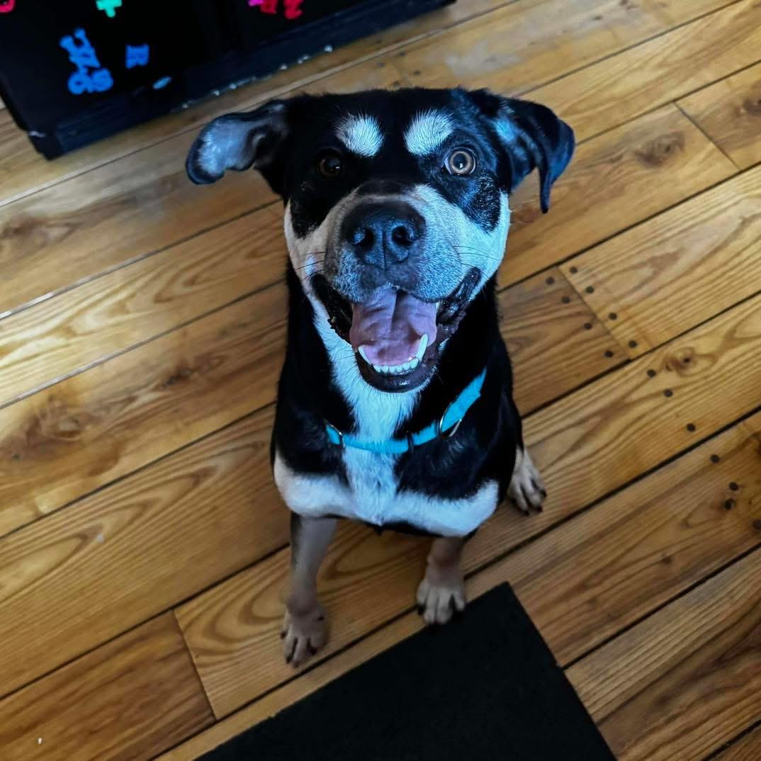 Enlarge Goof, an adopted mixed breed in Brooks, ME image 2/4