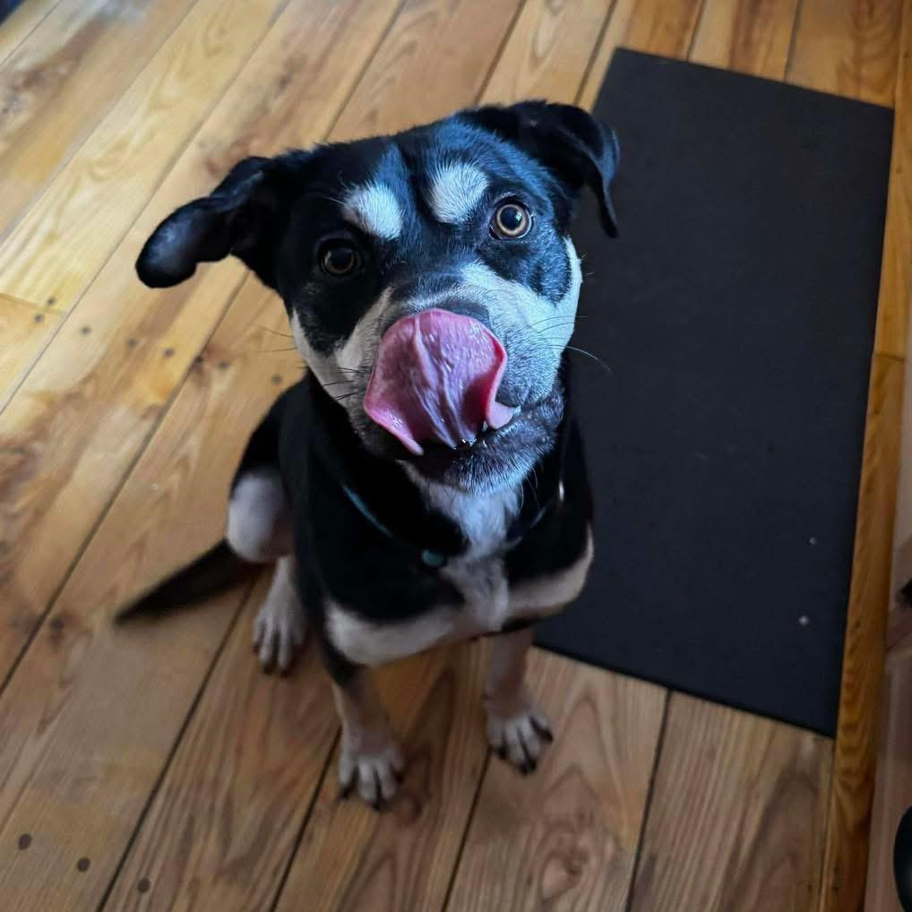 Enlarge Goof, an adopted mixed breed in Brooks, ME image 4/4