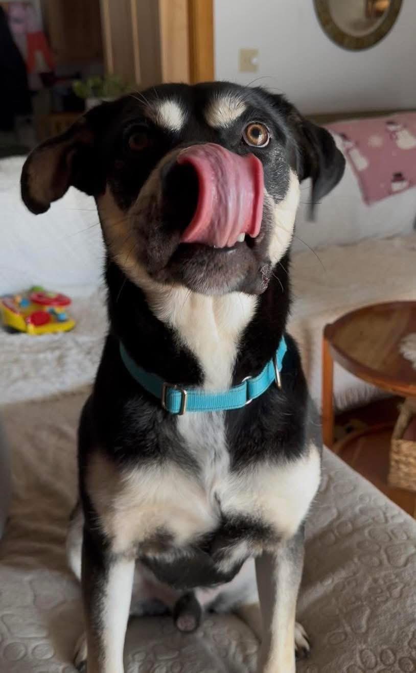 Enlarge Goof, an adopted mixed breed in Brooks, ME image 1/4