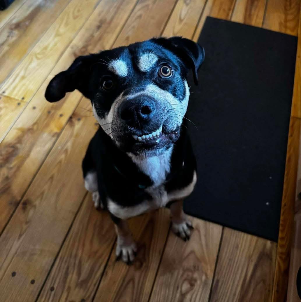 Enlarge Goof, an adopted mixed breed in Brooks, ME image 3/4