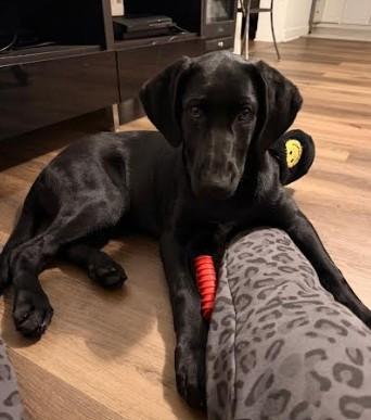 Enlarge Sunday, a Adoptable Black Labrador Retriever in St. Petersburg, FL image 3/6