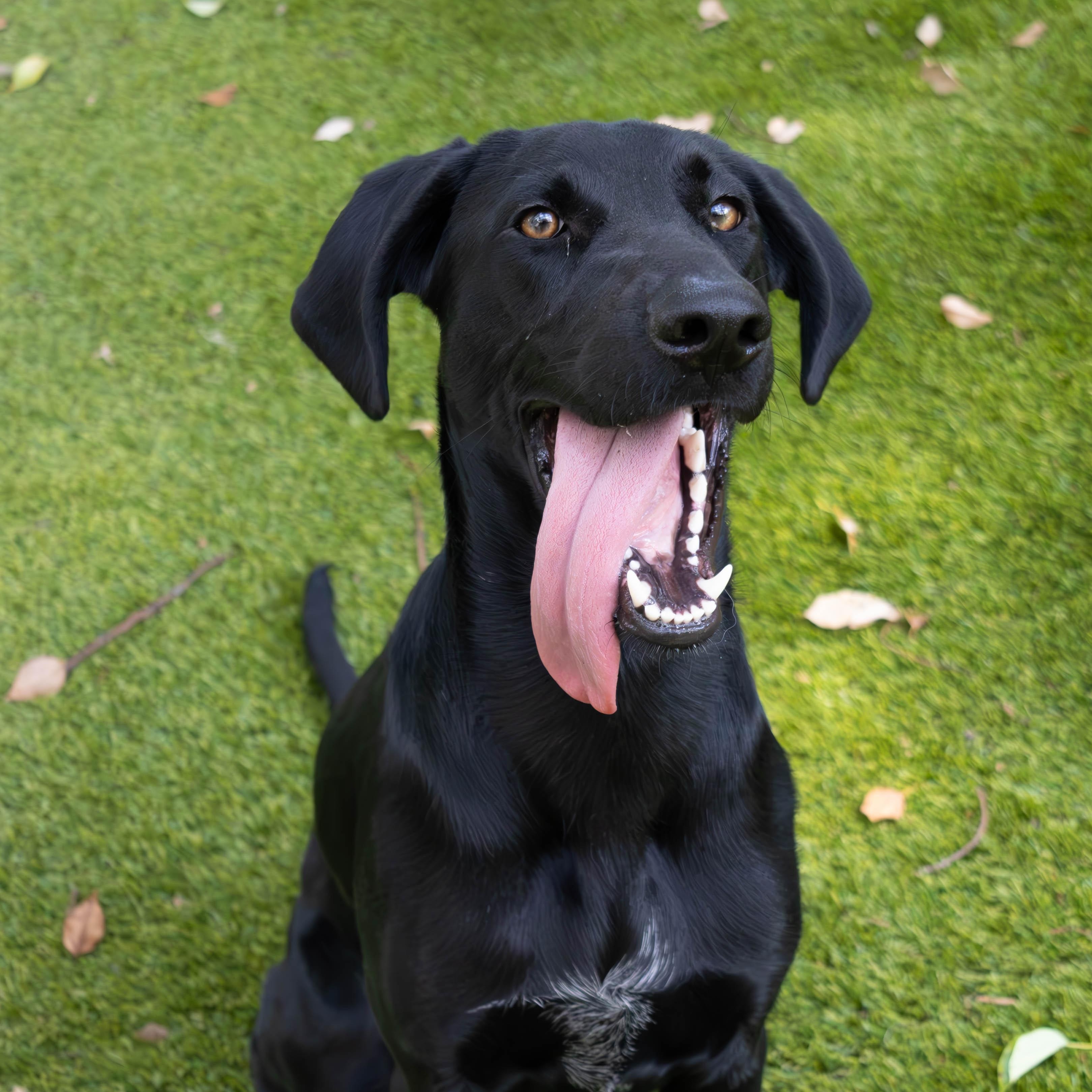 Enlarge Sunday, a Adoptable Black Labrador Retriever in St. Petersburg, FL image 2/6