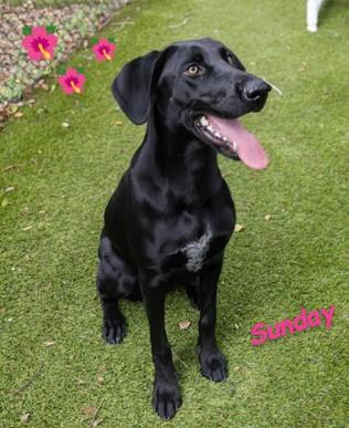 Enlarge Sunday, a Adoptable Black Labrador Retriever in St. Petersburg, FL image 1/6