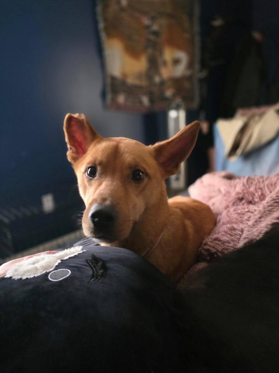 Enlarge Lara, an adopted mixed breed in Speedway, IN image 1/5