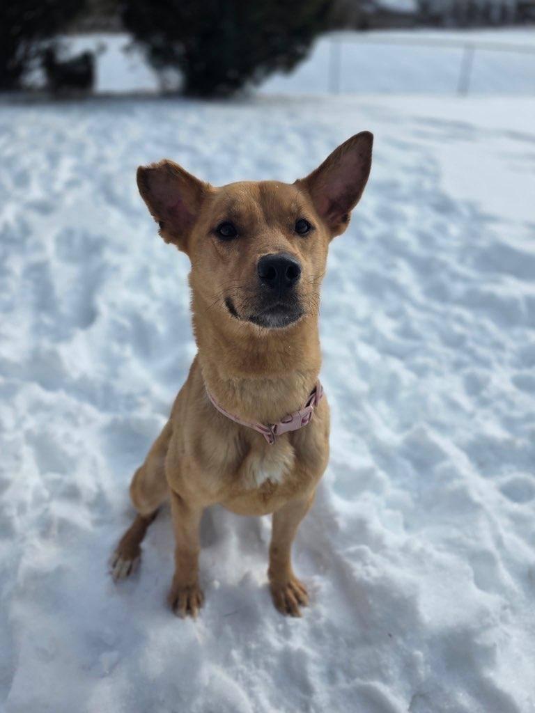 Enlarge Lara, an adopted mixed breed in Speedway, IN image 3/5