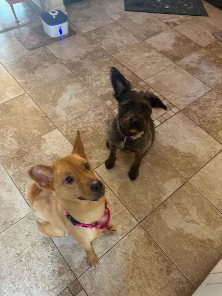 Enlarge Lara, an adopted mixed breed in Speedway, IN image 4/5