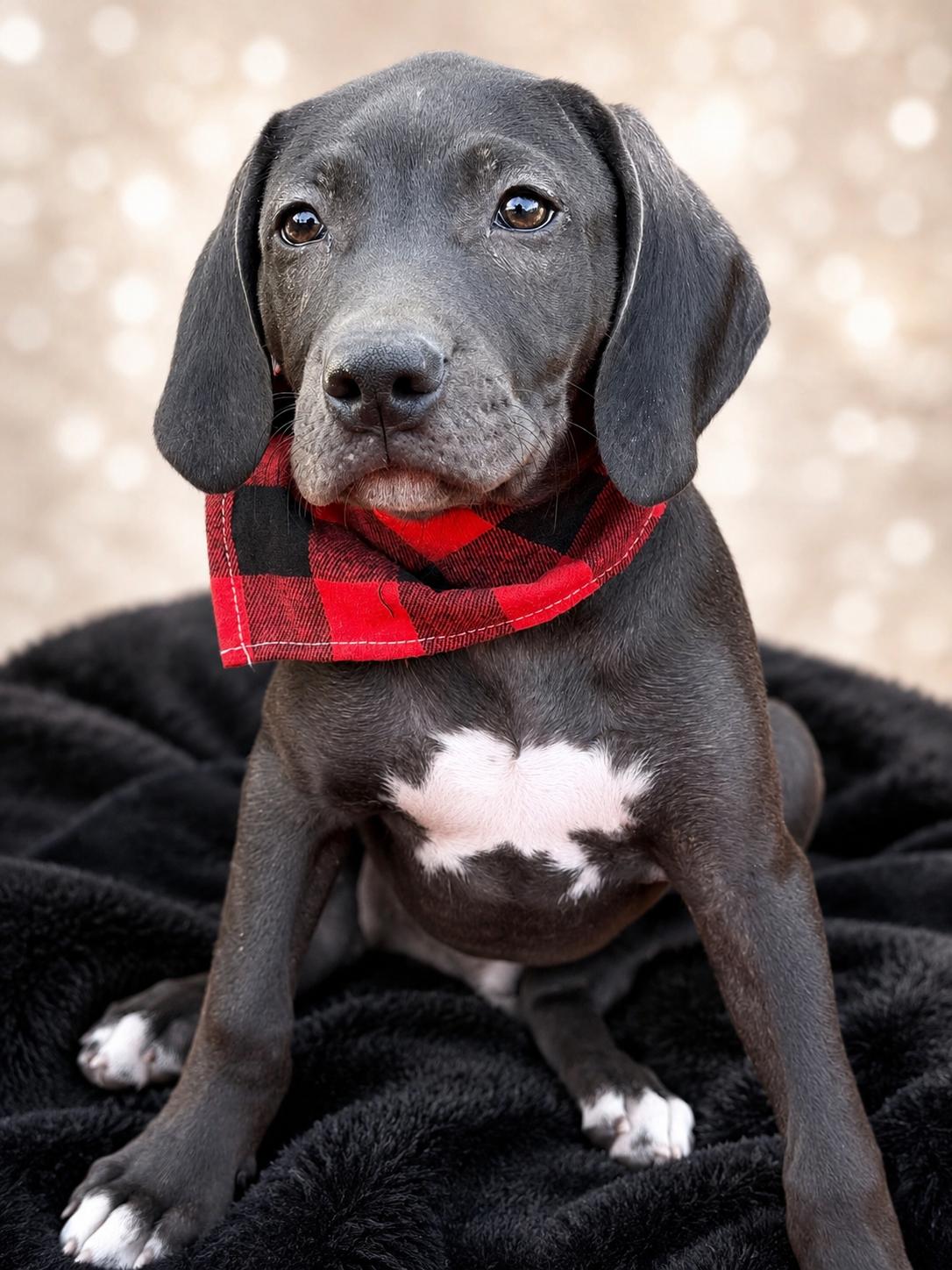 Slim Pickins, a ADOPTABLE mixed breed in Jacksonville, FL image 1/4