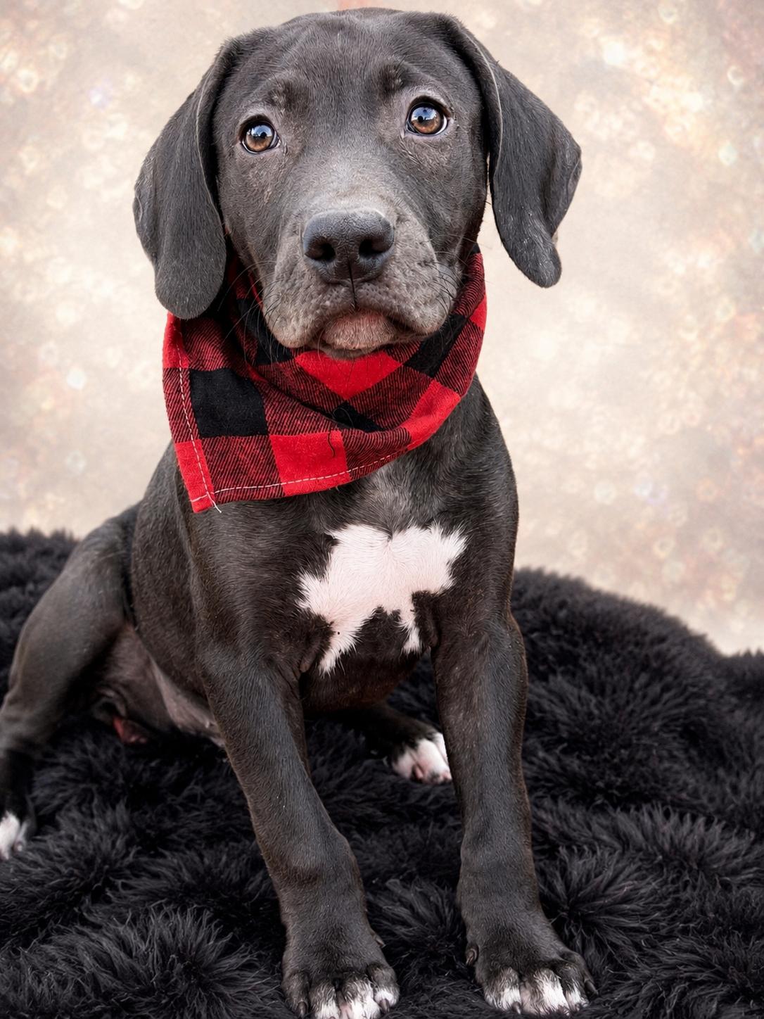 Slim Pickins, a ADOPTABLE mixed breed in Jacksonville, FL image 2/4