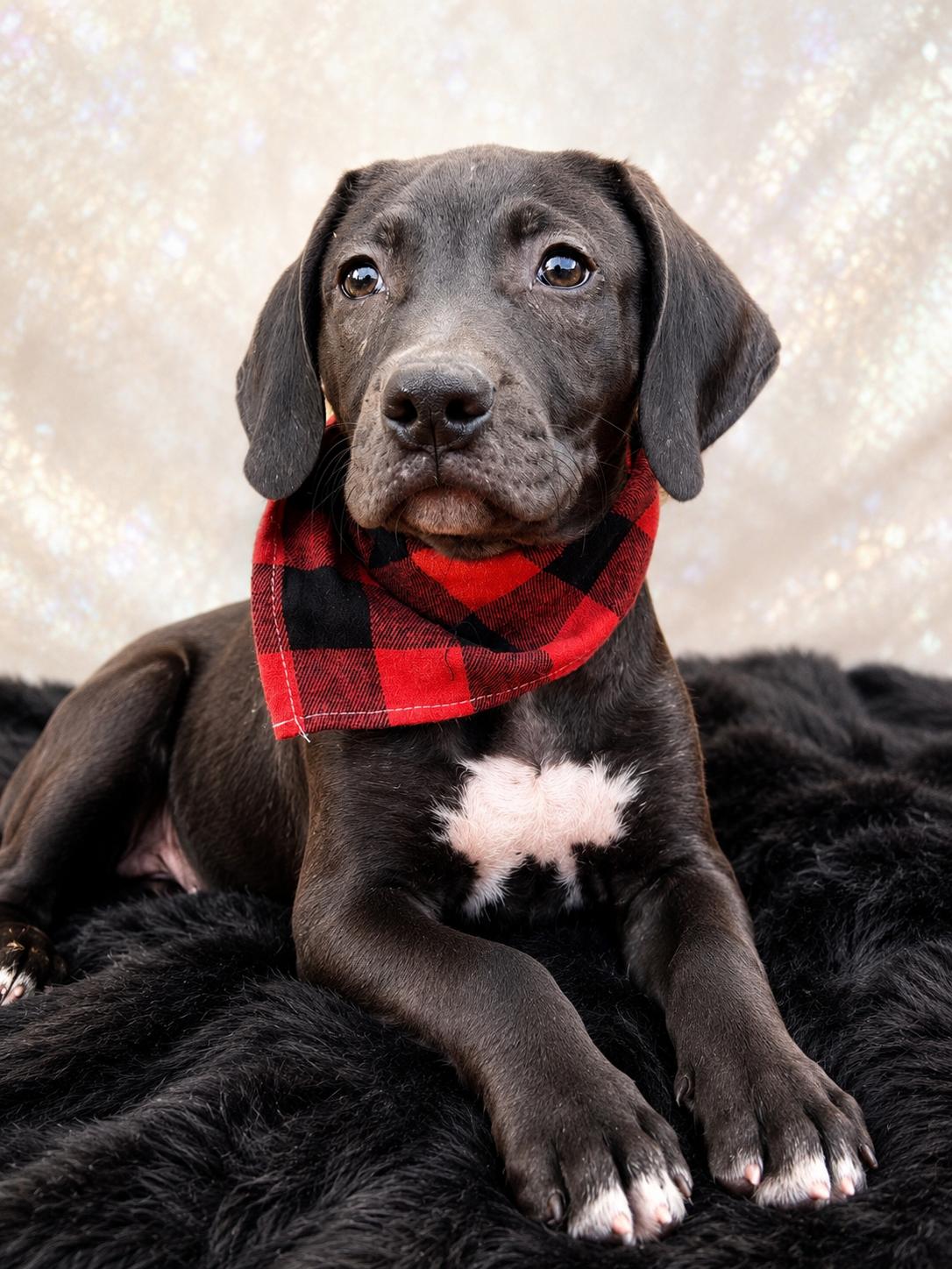 Slim Pickins, a ADOPTABLE mixed breed in Jacksonville, FL image 4/4