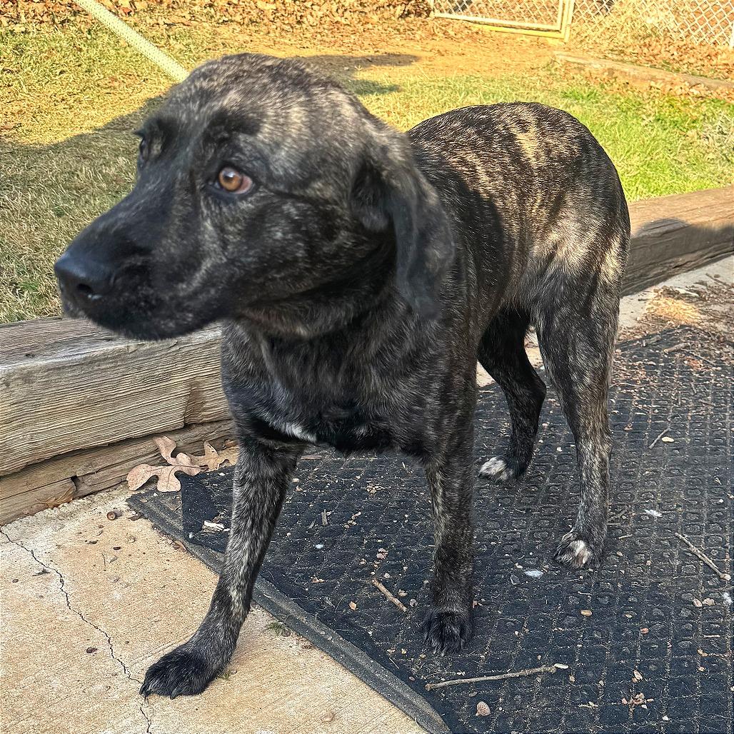 Julie, Adoptable, Adult Female Plott Hound & Shepherd.