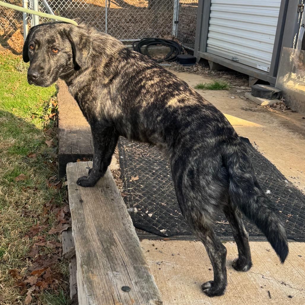 Enlarge Julie, a Adoptable mixed breed in Denison, TX image 3/3