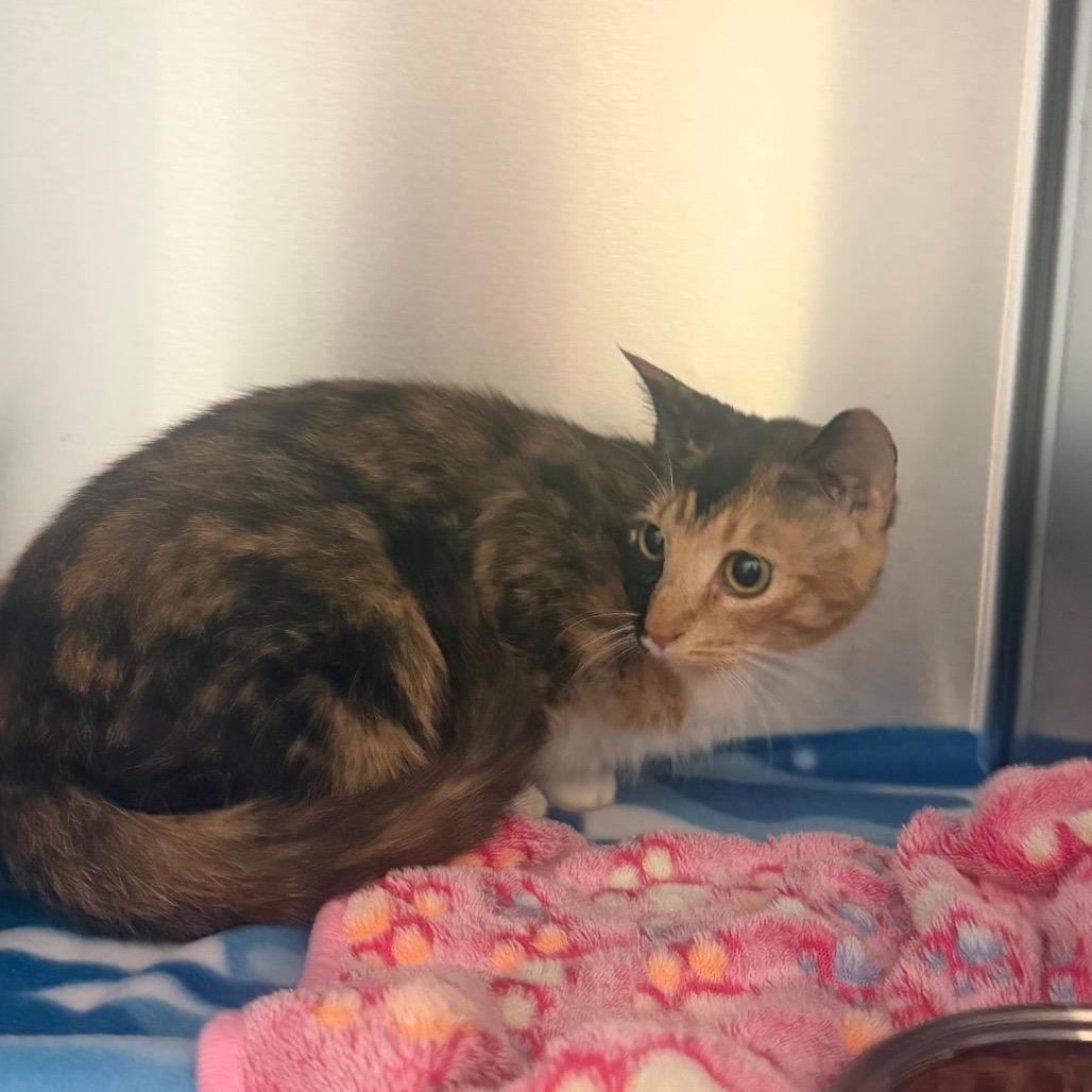 Potion 5914, Adoptable, Adult Female Domestic Short Hair.