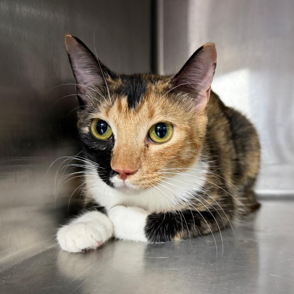 Potion 5914, a Adoptable Domestic Short Hair in Hamilton, GA image 2/5