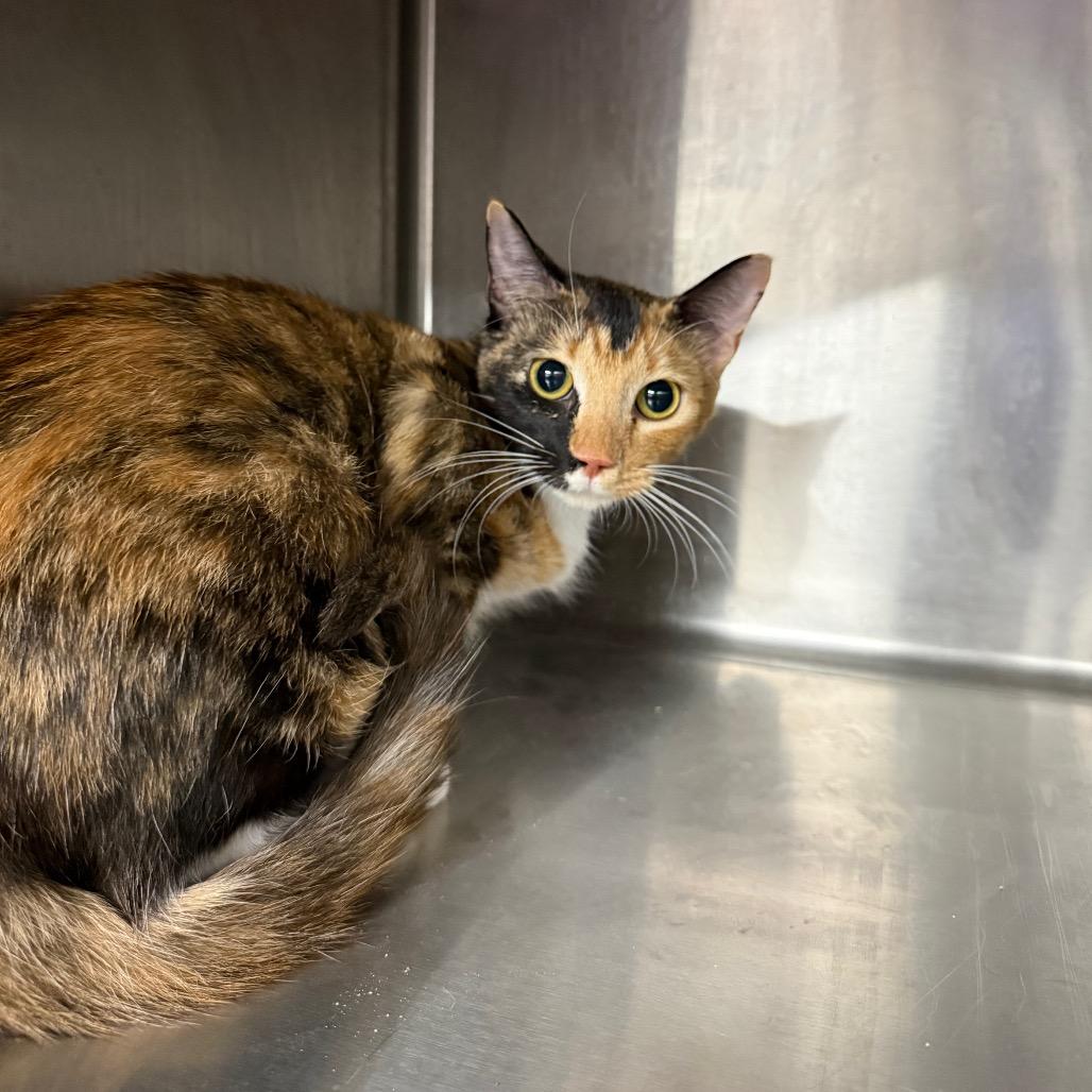 Potion 5914, a Adoptable Domestic Short Hair in Hamilton, GA image 3/5